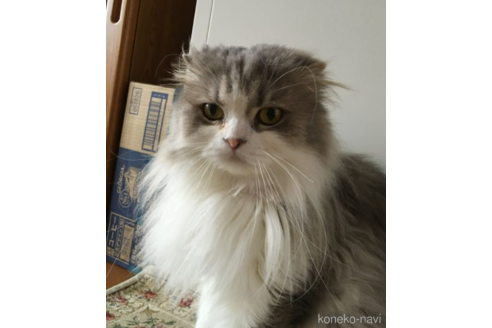 販売中のスコティッシュフォールドの親猫